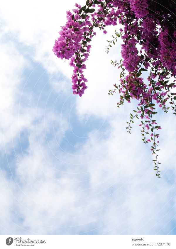 bougainvillea Summer Nature Plant Beautiful weather Bougainvillea Blossoming Hang Elegant Exotic Blue Violet White Blue sky Clouds Clouds in the sky