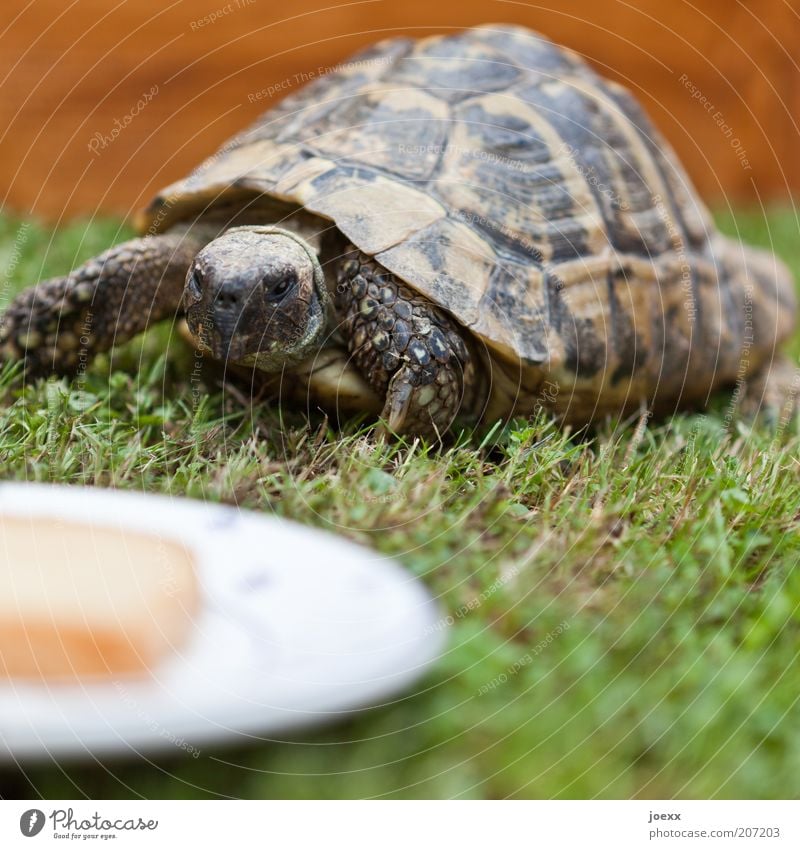 Your own house in the countryside Grass Animal Pet Petting zoo 1 Old Movement Discover Feeding Looking Brown Green Turtle Tortoise-shell Appetite Slowly