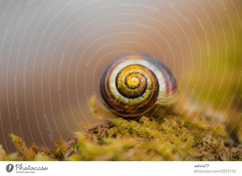 autumn colours Nature Earth Autumn Plant Moss Forest Snail Snail shell Round Soft Brown Yellow Gray Green Esthetic Uniqueness Calm Symmetry Change Spiral