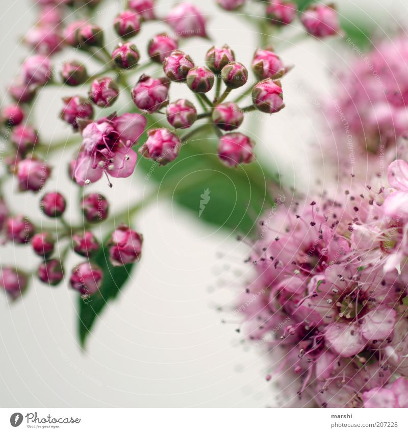 thriving Nature Spring Summer Plant Flower Bushes Blossom Green Pink Blossoming Small Bud White Colour photo Blur Graceful Delicate Blossom leave Pistil