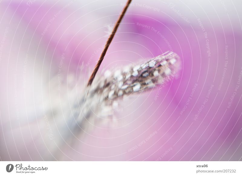 feather on pink Esthetic Feather Decoration Pink Spotted lensbaby Colour photo Interior shot Close-up Detail Macro (Extreme close-up) Copy Space bottom