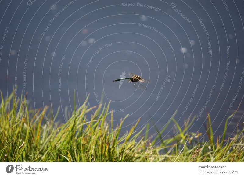 dragonfly Freedom Summer Nature Plant Animal Water Beautiful weather Grass Foliage plant Lakeside Pond Flying Natural Speed Blue Green Dragonfly wings