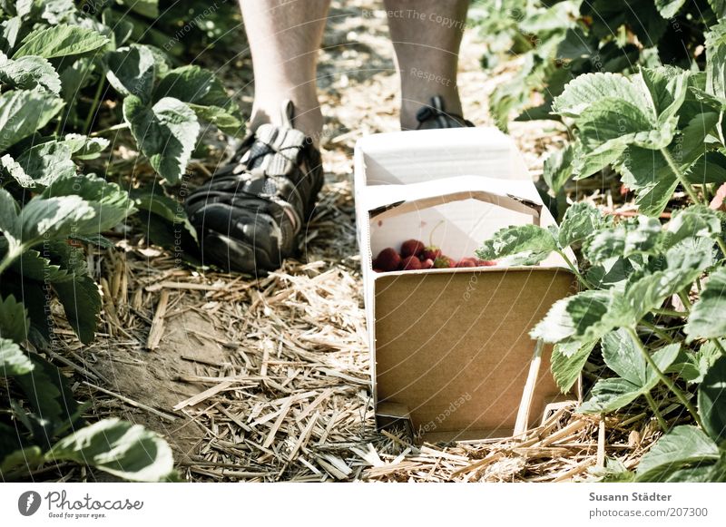 in the land of strawberries Masculine Man Adults Legs Feet 1 Human being Environment Field Strawberry Strawberry blossom Basket Collection Pick Harvest