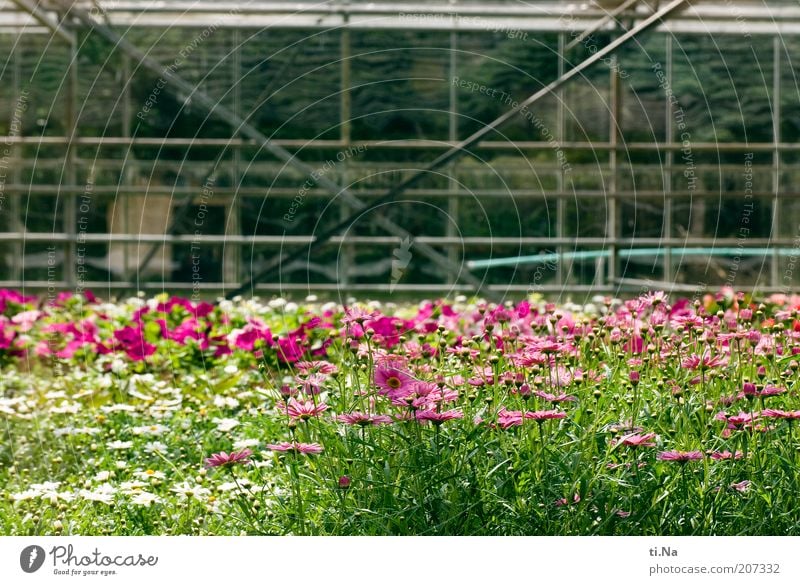Flower meadow behind glass Spring Summer Beautiful weather Plant Bushes Agricultural crop Manmade structures Building Architecture Greenhouse Blossoming
