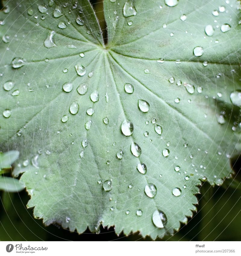 rainy season Environment Plant Water Drops of water Rain Leaf Wet Natural Purity Growth Dew Colour photo Exterior shot Day Rachis Leaf green Leaf filament