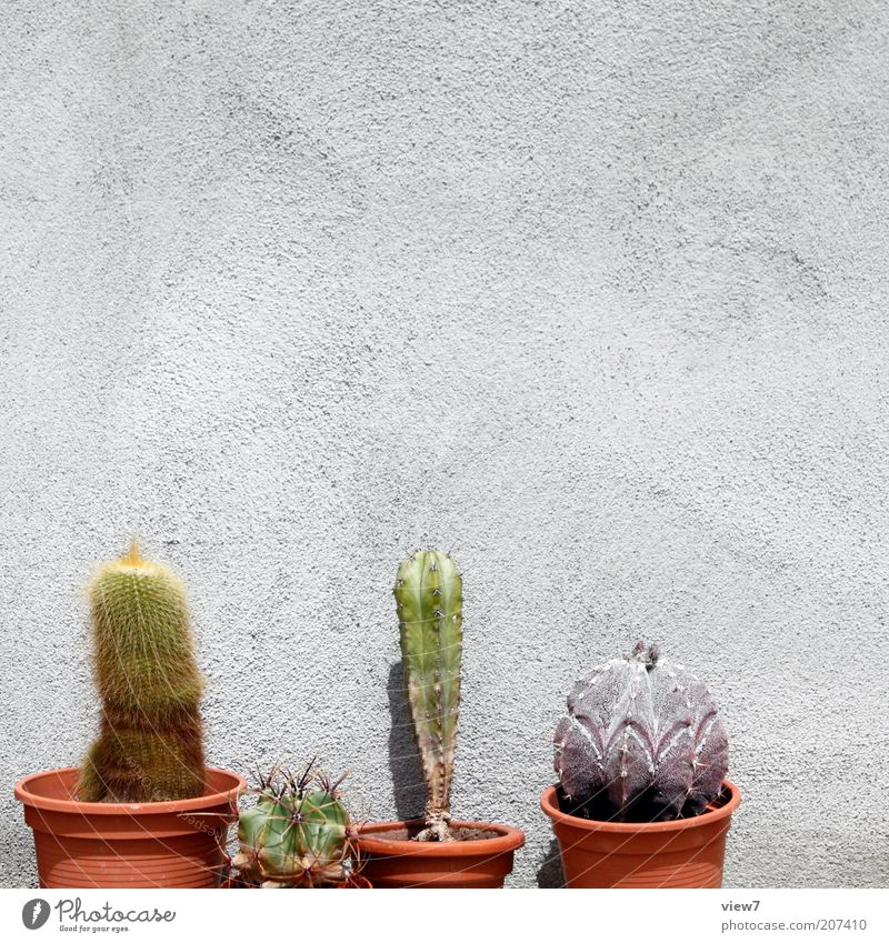 Cactus breeder N. Plant Wall (barrier) Wall (building) Facade Old Esthetic Authentic Thin Simple Sustainability Beautiful Flowerpot Colour photo Exterior shot