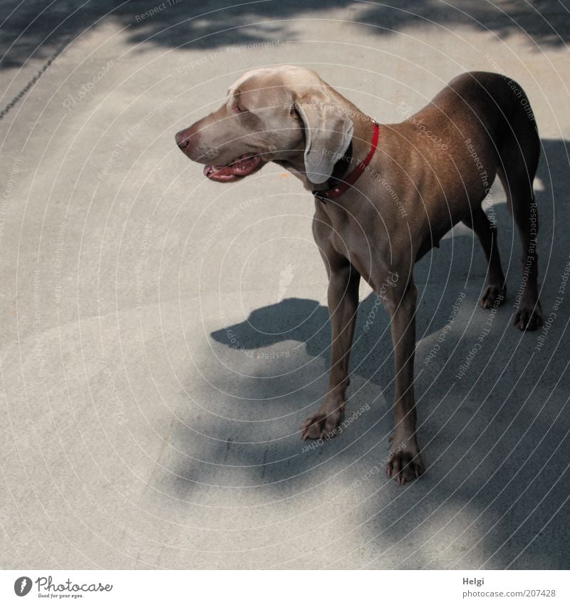 looking for shade... Sunlight Summer Beautiful weather Animal Pet Dog Weimaraner 1 Breathe Observe Looking Stand Wait Esthetic Natural Brown Gray Red