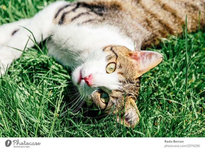 Portrait Of Cute Domestic Tabby Cat Playing In Grass Summer Garden Environment Nature Plant Animal Park Meadow Pet Animal face 1 Observe Communicate Looking