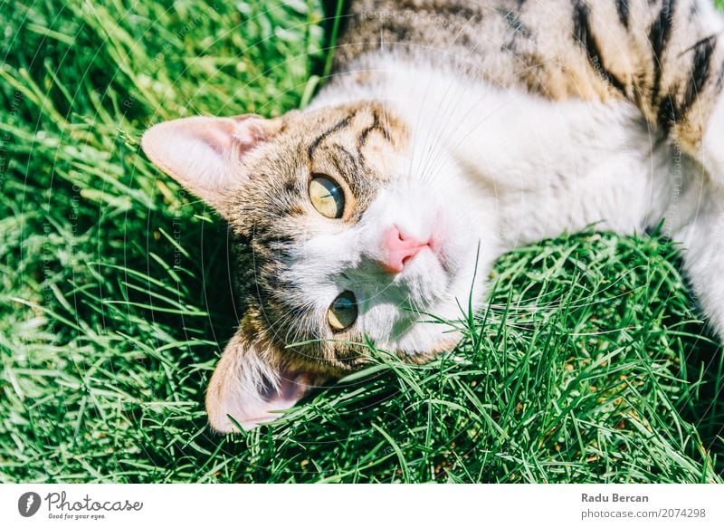 Portrait Of Cute Domestic Tabby Cat Playing In Grass Summer Garden Environment Nature Animal Park Meadow Pet Animal face 1 Observe Communicate Lie Looking