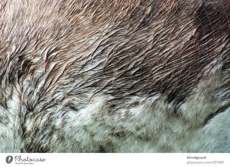 Wet Donkeyhair Animal Pet Farm animal Pelt Petting zoo 1 Stand Natural Brown Gray White Damp Soft Structures and shapes Colour photo Exterior shot Detail
