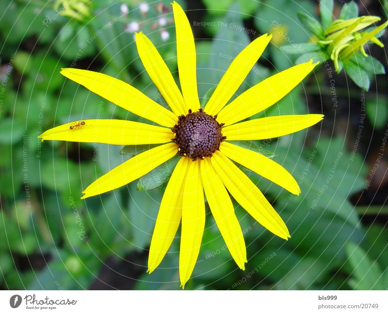 sun hat Flower Plant Yellow Garden Macro (Extreme close-up)