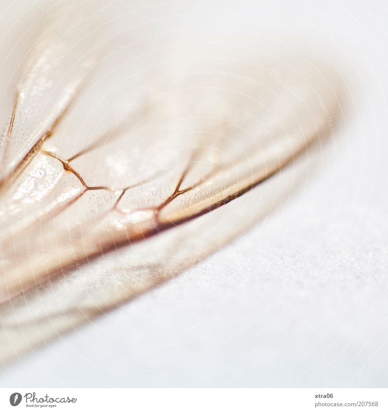 grand Animal Wing Esthetic Delicate Insect Macro (Extreme close-up) Colour photo Interior shot Close-up Detail Neutral Background Shallow depth of field