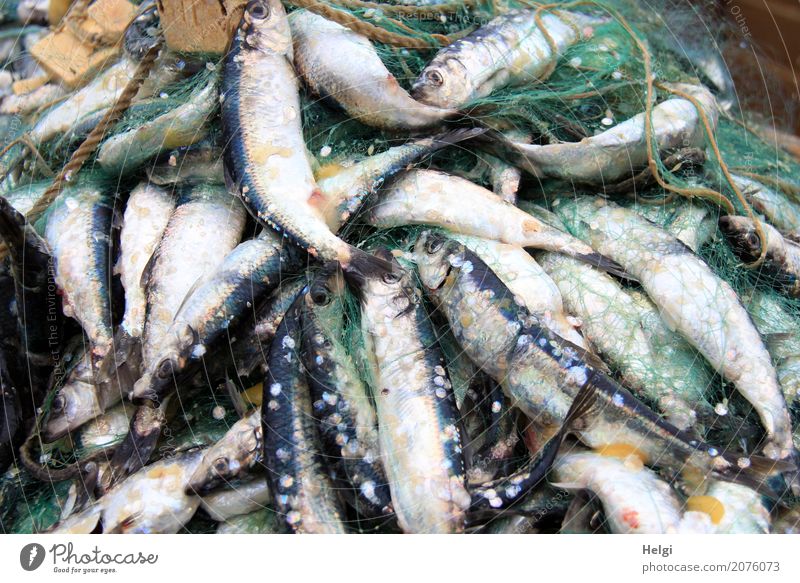 freshly caught ... Food Fish Nutrition Baltic Sea Animal Herring Net Fishing net Plastic Lie Authentic Fresh Healthy Uniqueness Maritime Blue Gray White Effort