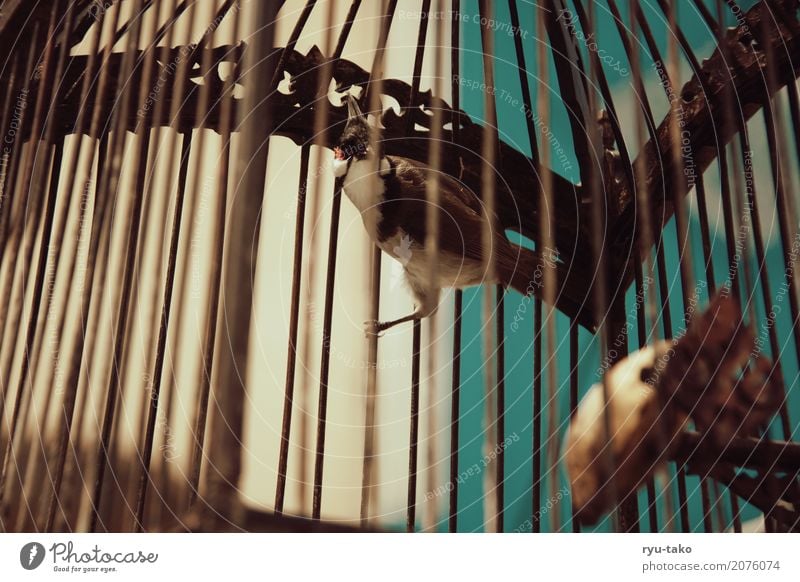 imprisoned Animal Wild animal Bird 1 Exceptional Exotic Beautiful Loneliness Fear Cage Deprivation of liberty Retro Colours Vintage Colour photo Exterior shot