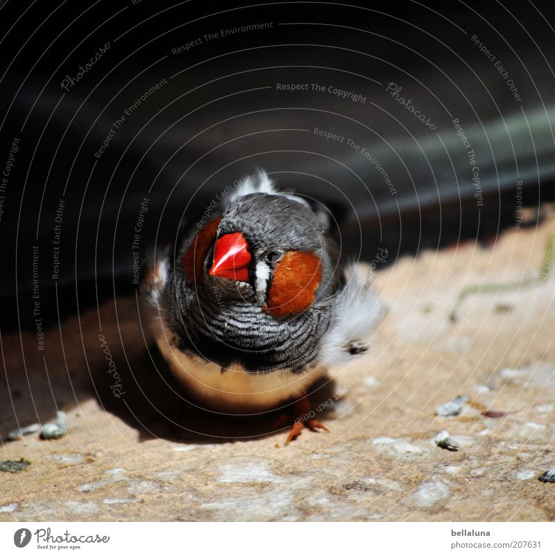 What are you looking at??? Environment Nature Animal Bird 1 Finch Zebra Finch Sunlight Animal face Animal portrait Looking into the camera Beak Red Close-up