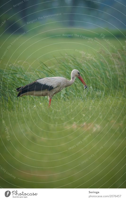 Stork with fat prey in its beak Nature Plant Animal Grass Park Meadow Field Wild animal Bird Snake Animal face Wing 1 To feed Ring-snake Adder Feather