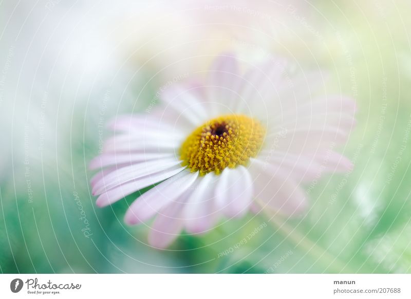 Pink Marguerite Nature Summer Plant Flower Blossom Summerflower Blossom leave Blossoming Growth Fragrance Bright Beautiful Delicate Smooth Soft Pastel tone