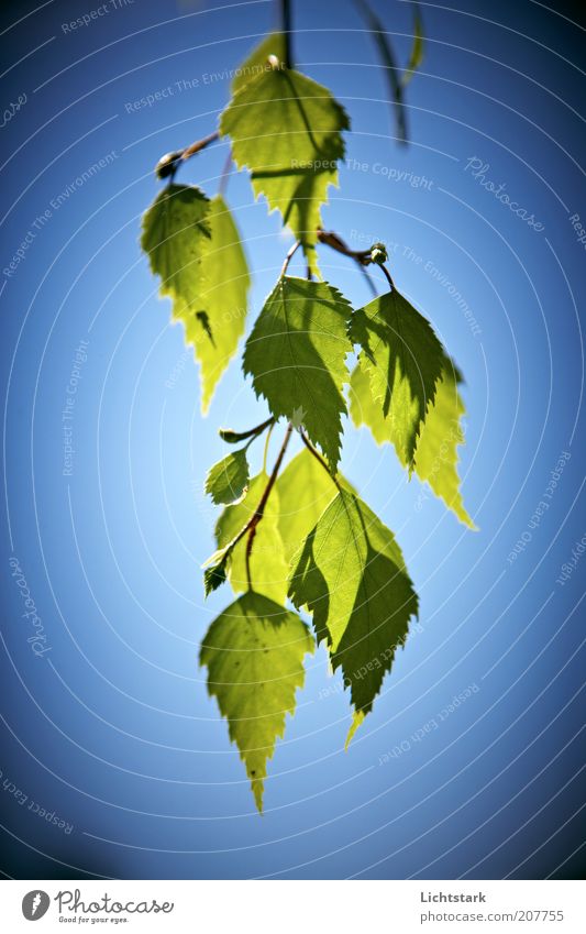 simply green Plant Tree Leaf Foliage plant Blue Green Pure Style Colour photo Exterior shot Sky Twig Detail Suspended Deserted Branch Day