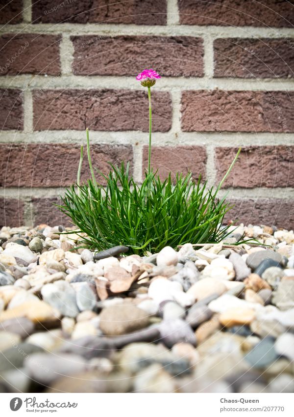 mauerBLÜMCHEN Summer Garden Nature Plant Earth Flower Blossom Foliage plant Wall (barrier) Wall (building) Stone Exceptional Simple Near Natural Beautiful Under