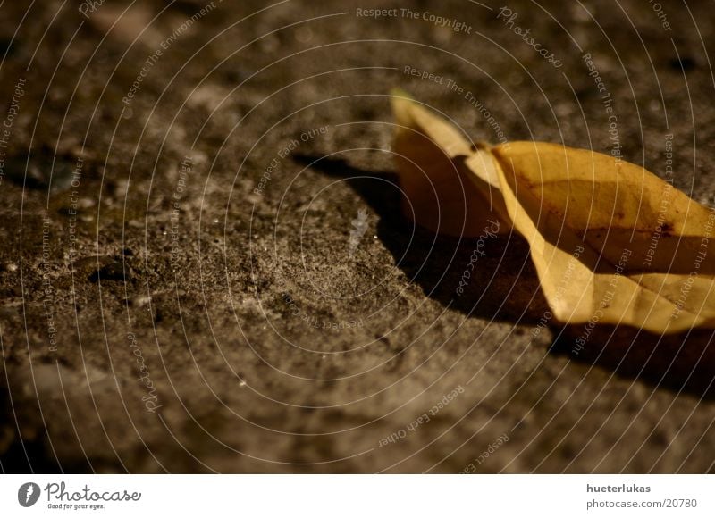 autumn leaf Autumn Leaf Light Brown Depth of field macro. details Shadow Stone Loneliness