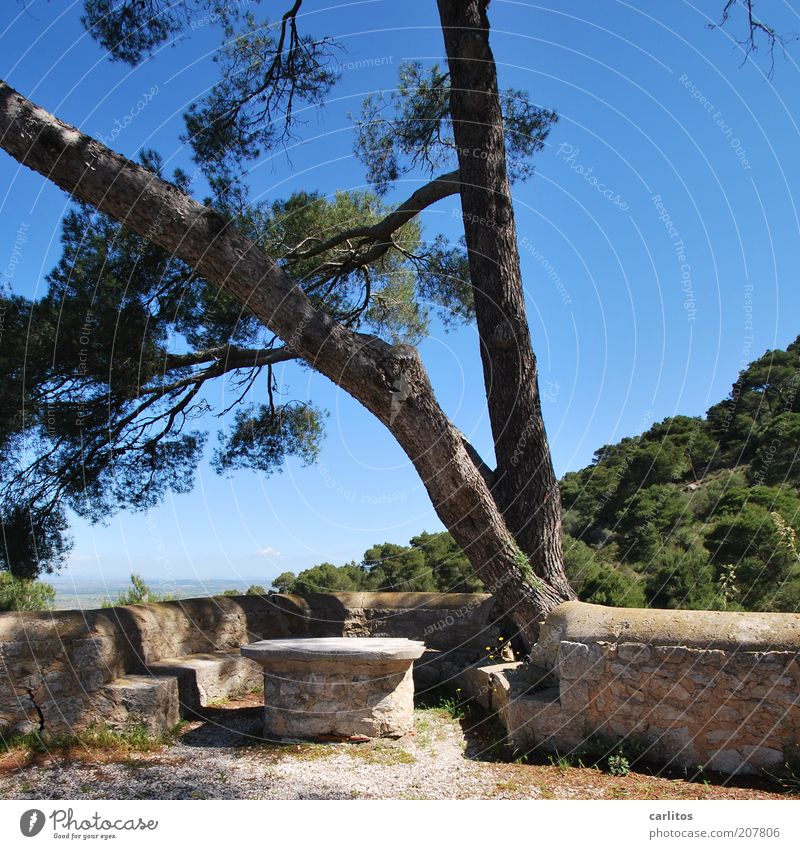 Little time-out Contentment Relaxation Calm Vacation & Travel Tourism Trip Far-off places Summer Mountain Plant Cloudless sky Beautiful weather Tree Stone pine