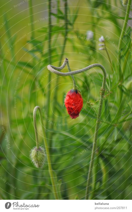 Don't hang your head! Environment Nature Plant Climate Weather Beautiful weather Flower Grass Blossom Foliage plant Wild plant Growth Poppy Poppy blossom