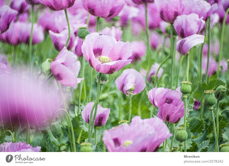 poppy field Nature Spring Summer Plant Blossom Agricultural crop Garden Park Meadow Field Fragrance Uniqueness Leisure and hobbies Idyll Infinity Poppy