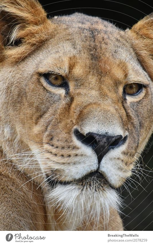 Extreme close up portrait of lioness looking at camera Nature Animal Wild animal Animal face Zoo 1 Looking Dark Strong Black Might Love of animals Lioness Snout