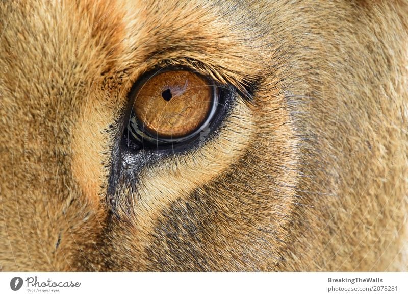 Extreme Close Up Of Lioness Eye Looking At Camera A Royalty Free