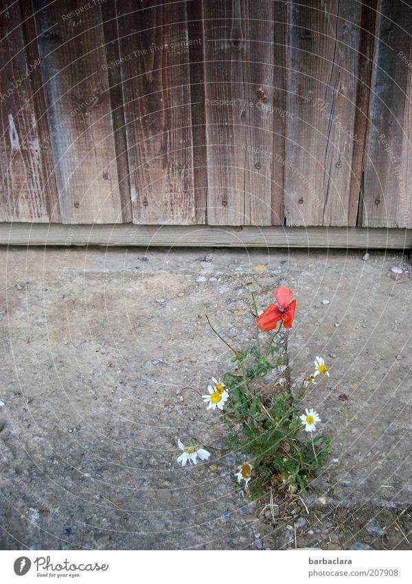 We will survive! Plant Summer Warmth Flower Blossom Wild plant Stone Sand Simple Dry Survive wallflower Colour photo Exterior shot Day Barn Drought Poppy