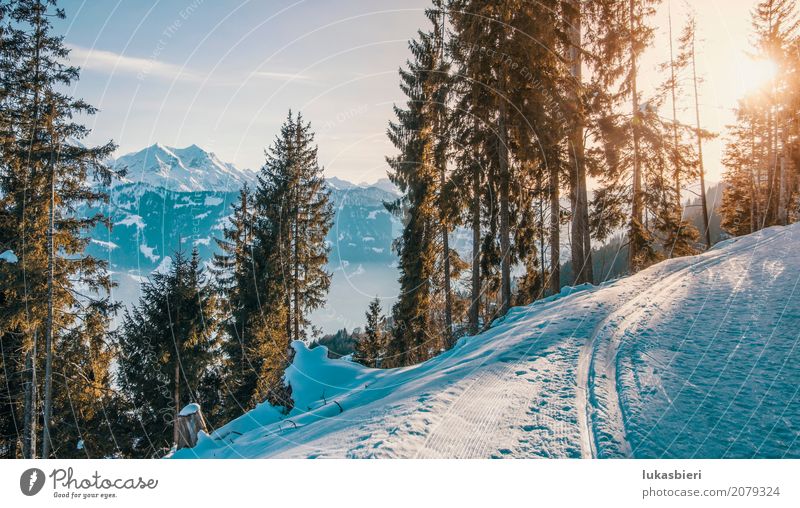 Winter landscape with a view of the Alps in the evening light Environment Nature Landscape Plant Sky Sunrise Sunset Sunlight Beautiful weather Ice Frost Snow