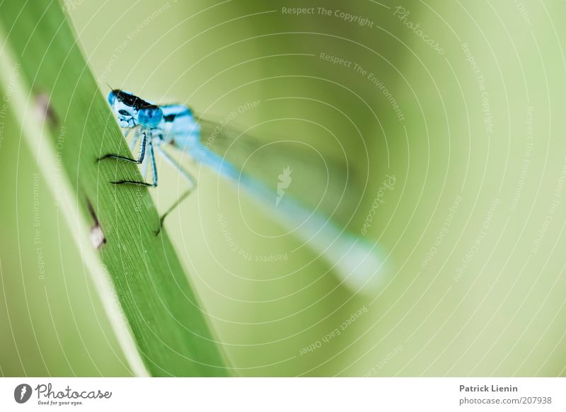 Blue-faced Damselfly Environment Nature Plant Animal Summer Grass Wild animal Animal face Wing 1 Dragonfly Green Looking Beautiful Calm Colour photo Detail