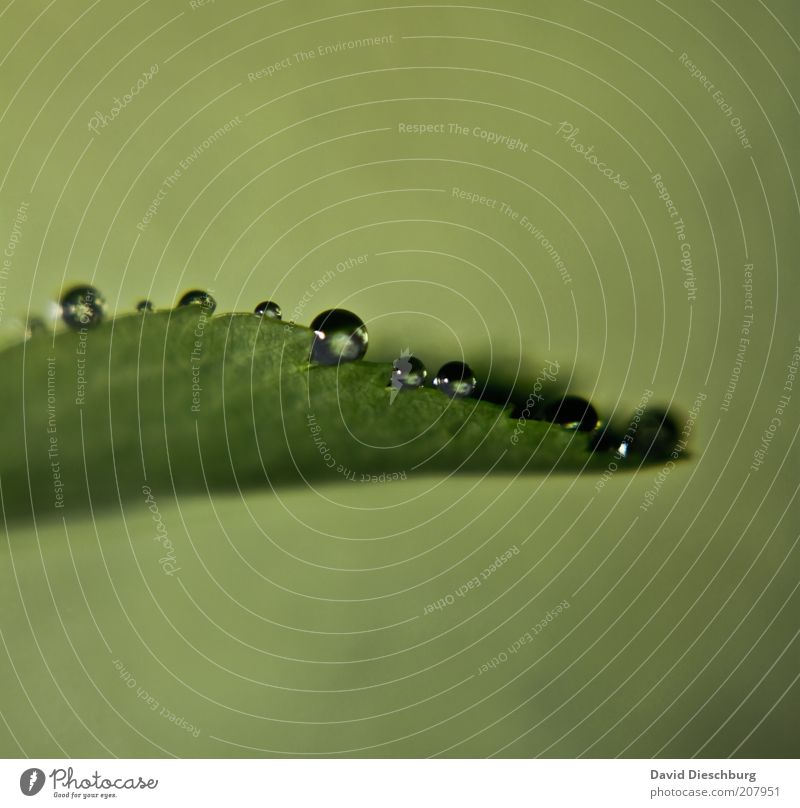 caught Life Harmonious Nature Plant Drops of water Spring Summer Rain Leaf Foliage plant Green Damp Wet Sphere Round Colour photo Exterior shot Close-up Detail