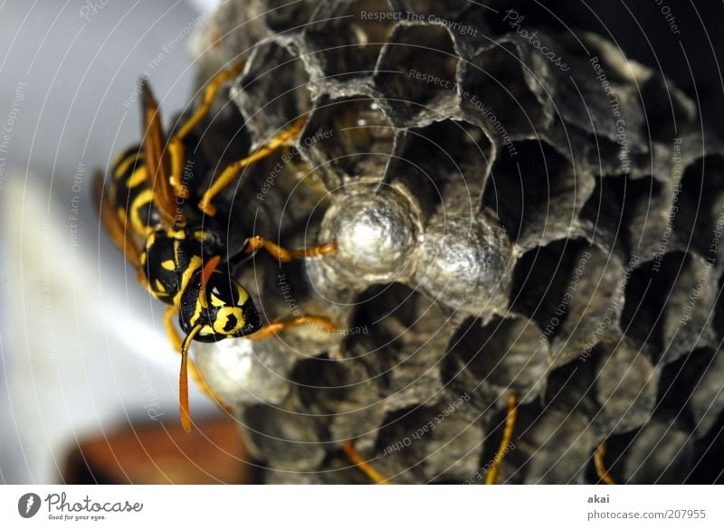 Guardian of the brood - Wasp Nature Summer Animal Wild animal Animal face Grand piano 1 Crawl Yellow Black Diligent Disciplined Endurance Resolve Wasps' nest