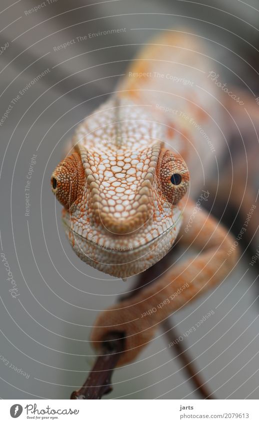 karl-heinz I Wild animal 1 Animal Crawl Looking Exceptional Funny Optimism Serene Nature Chameleon Curiosity Scales Eyes Climbing Smiling Colour photo
