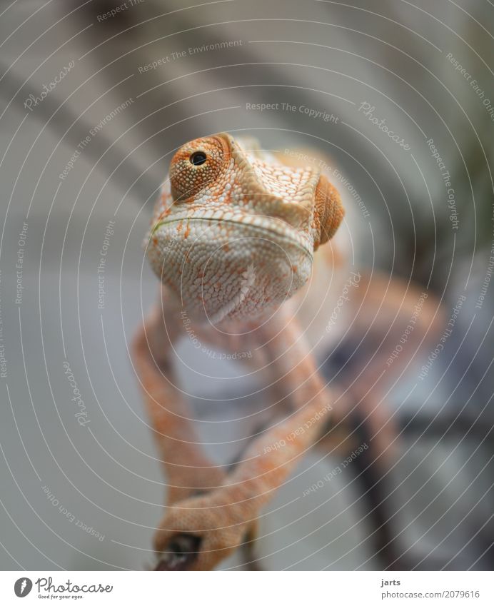 karl-heinz II 1 Animal Looking Exceptional Chameleon Looking away Cool (slang) Eyes Scales Hide Indifference Climbing Colour photo Subdued colour Interior shot