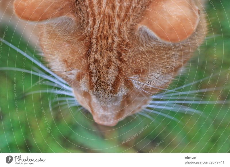 BirdPerspective Pet Cat Pelt Coat color Whisker Nose Ear Observe Looking Cool (slang) Cuddly Wild Soft Red Anticipation Romance Watchfulness Curiosity Interest