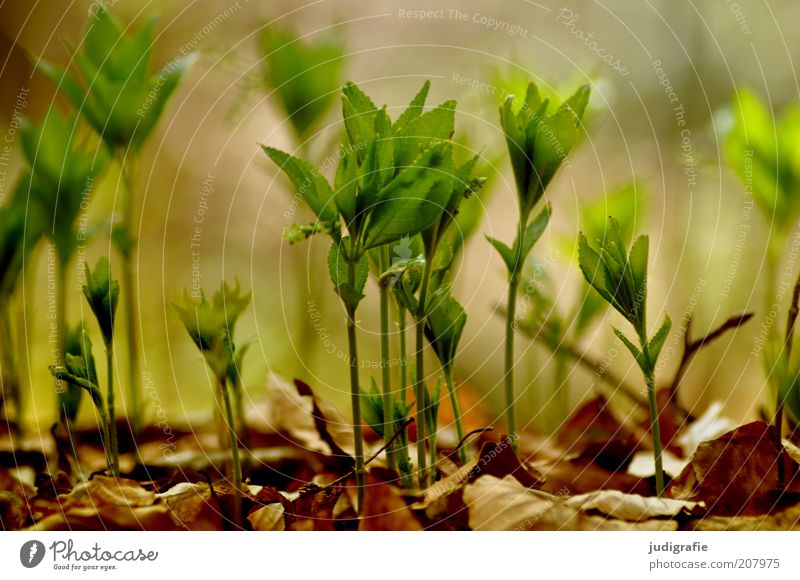 wax Environment Nature Plant Earth Spring Leaf Foliage plant Wild plant Growth Natural Life Colour photo Exterior shot Day Blur Plantlet Small Graceful Green