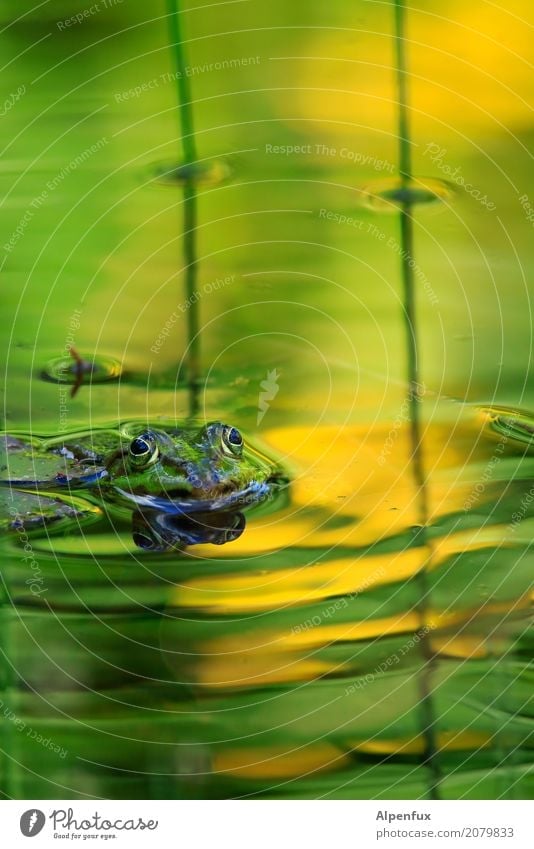 Frog king with gold ball Environment Nature Landscape Animal Water Garden Park Pond Lake Brook Wild animal 1 Swimming & Bathing Kissing Jump Dream Wait