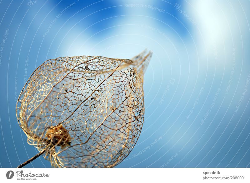empty shell Nature Plant Sky Clouds Sunlight Spring Summer Warmth Flower Exotic Blue Brown Gold Protection Delicate Airy Physalis Shriveled Colour photo Detail