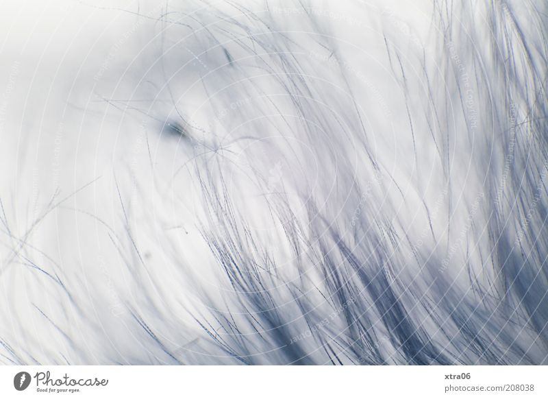 Gentle Feather Blue Blur Movement Smooth Delicate Colour photo Interior shot Close-up Detail Macro (Extreme close-up) Neutral Background Shallow depth of field