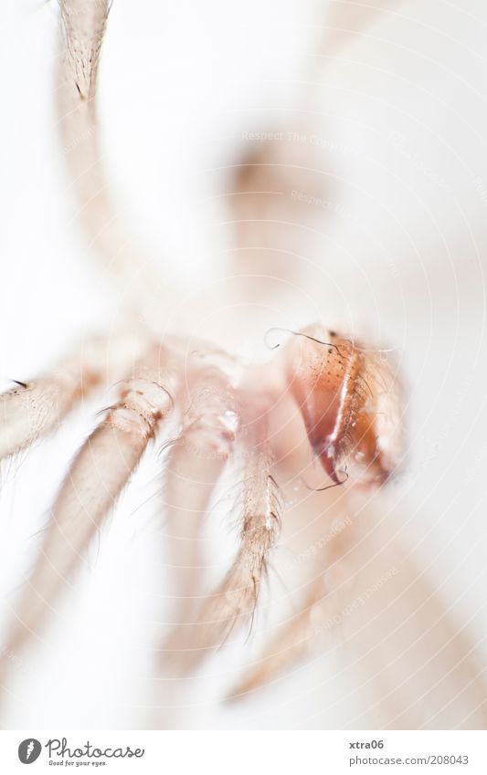 who or what am I? Animal White Insect Legs Crawl Head Colour photo Interior shot Close-up Detail Macro (Extreme close-up) Neutral Background High-key Deserted