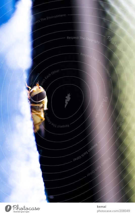 Stowaway Environment Nature Animal Summer Wild animal Fly Animal face Insect Hover fly Feeler 1 Sit Colour photo Interior shot Close-up Copy Space right Day