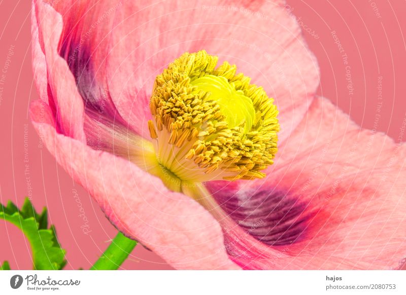 opium poppy,flower Intoxicant Medication Plant Blossom Violet Addiction Opium poppy Poppy Alkaloid narcotic pharmacy Poison Asia Close-up