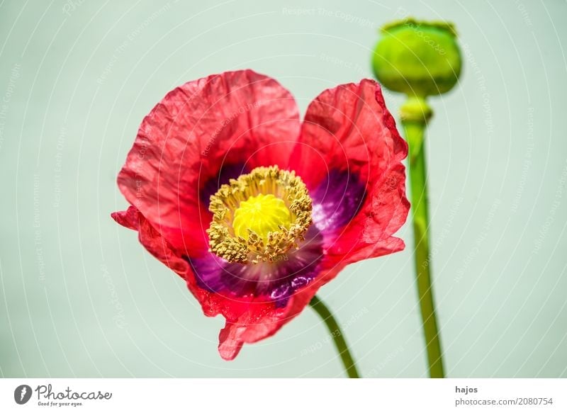 Opium poppy, flower and capsule Intoxicant Medication Plant Blossom Violet Addiction Poppy Capsule opium Alkaloid narcotic pharmacy Poison Asia Close-up