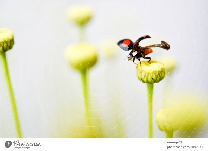 departure Animal Farm animal Wild animal Beetle Ladybird 1 Flying Jump Small Yellow Green Red Black Insect Departure Deploy Black-red Diminutive