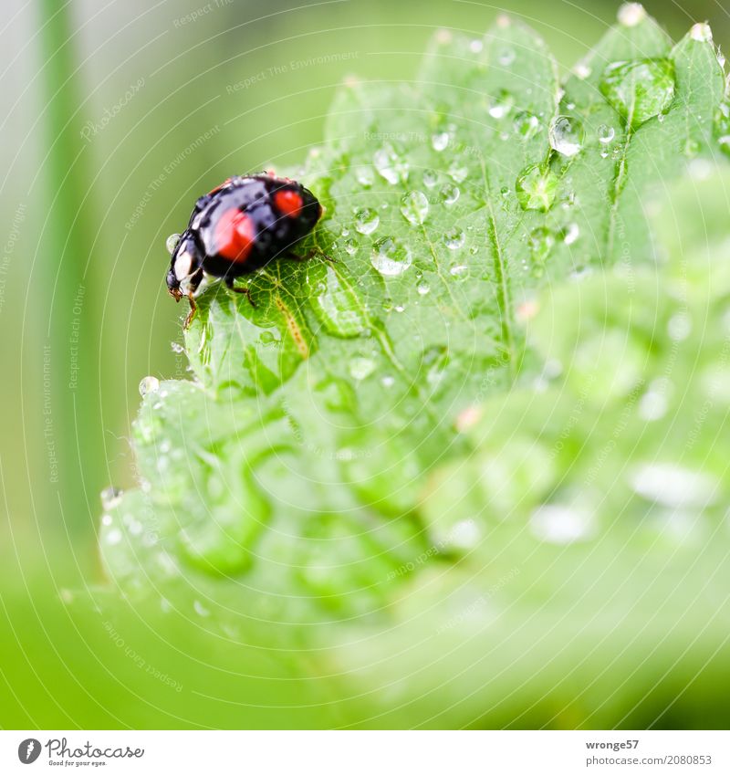 Rain Beetle II Plant Animal Summer Garden Farm animal Wild animal Ladybird 1 Crawl Small Green Red Black Insect Diminutive Black-red Spotted Drops of water Leaf