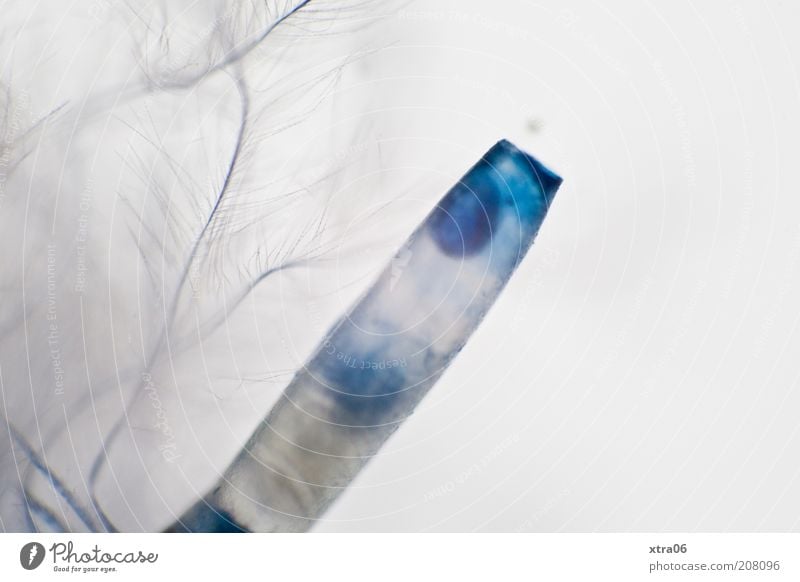 artificial feather Feather Blue Fine Delicate Plastic Colour photo Close-up Detail Macro (Extreme close-up) Deserted hook beam ink colour Point Copy Space right