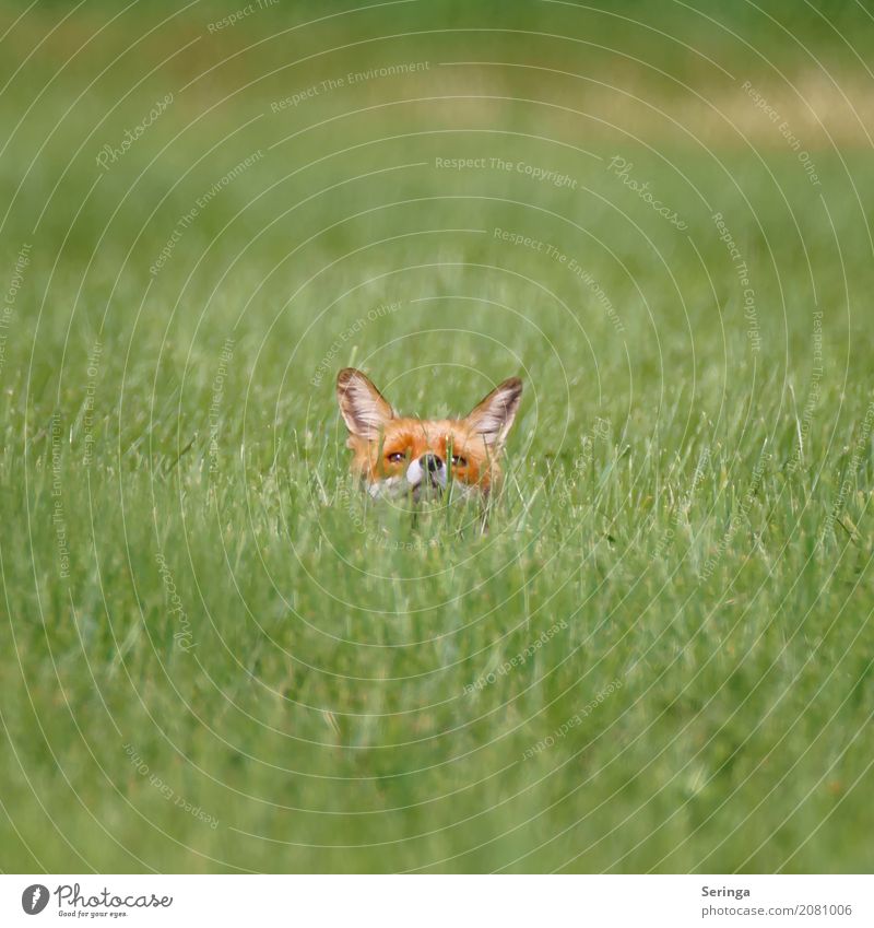 Who's holding his nose to the wind? Animal Field Wild animal Animal face Pelt 1 Hunting Fox Red fox Colour photo Subdued colour Multicoloured Exterior shot