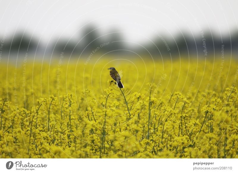 bird watched Nature Landscape Plant Summer Blossom Agricultural crop Field Animal Wild animal Bird 1 Yellow Overview Subdued colour Exterior shot Dawn Blur